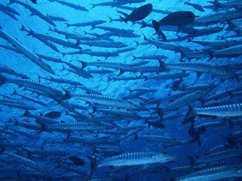 海水中二氧化碳浓度过高对鱼类的影响(图1)