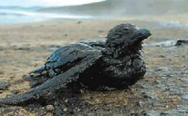 海洋石油污染.jpg