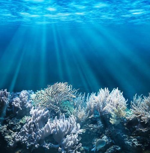 海洋珊瑚礁.jpg